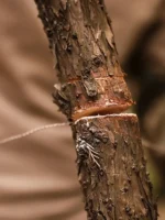 ⁦منشار سلكي للتخييم والبقاء محمول قطعة واحدة، مع شفرة منحنية، سلسلة، حبل وجيب للمغامرات الخارجية⁩ - الصورة ⁦3⁩